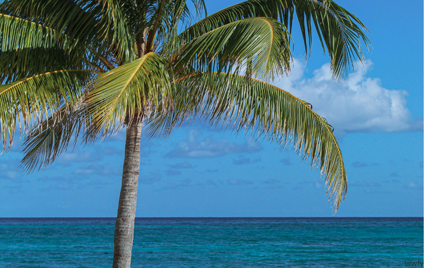 Exploring Jamaica
